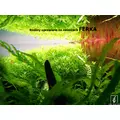 Ferka Aquatilizer [250ml] - naw�z mikroelementowy