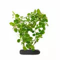 Ficus Pumila (Creeping Fig Sunny) - Wio Creeping