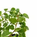 Ficus Pumila (Creeping Fig Sunny) - Wio Creeping