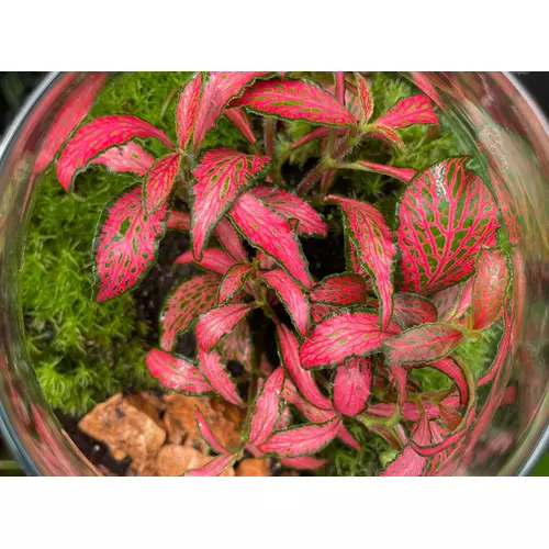 Fittonia Forest Flame