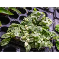 Fittonia White