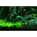 Glossostigma elatinoides - in-vitro Aqua Art