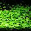 Glossostigma elatinoides - RA koszyk XXL