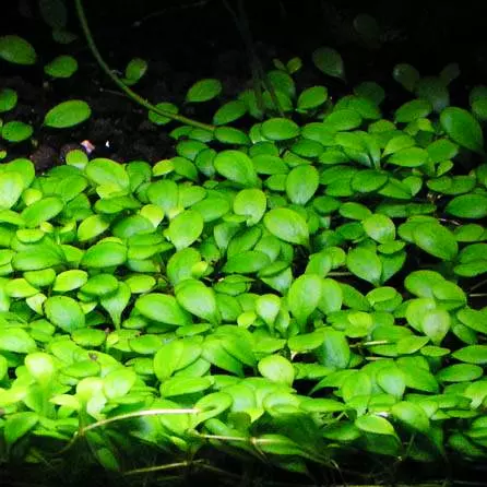 Glossostigma elatinoides - RA koszyk XXL
