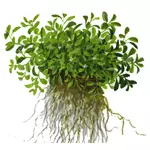 Glossostigma elatinoides - TROPICA (koszyk)