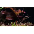 Gotowy zestaw ro�lin nr 110 do akwarium 250l (42 szt) - du�y