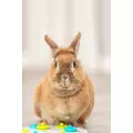 Gra Dla Kr�lika Tablica Z Przysmakami, �r. 20cm