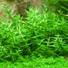 Gratiola viscidula - RA koszyk du�y XXL