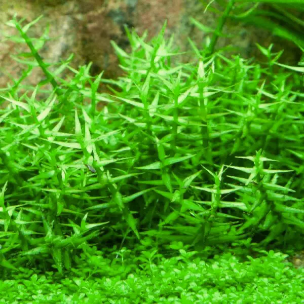 Gratiola viscidula - RA koszyk du�y XXL