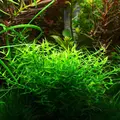 Gratiola viscidula - RA koszyk du�y XXL