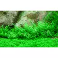 Gratiola viscidula - RA koszyk du�y XXL
