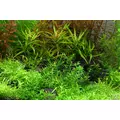 Gratiola viscidula - RA koszyk du�y XXL