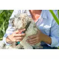 GRZEBIE� PRZECIWPCHELNY 21cm