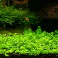 Hemianthus callitrichoides Cuba - RA porcja XXL