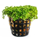 Hemianthus callitrichoides - RATAJ (koszyk)
