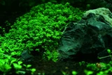 Hemianthus callitrichoides - RATAJ (koszyk)