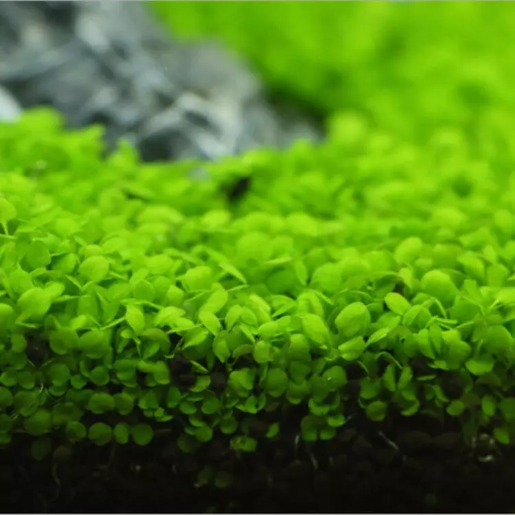 Karel Rataj - Hemianthus callitrichoides - RATAJ (koszyk)