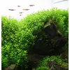 Hemianthus micranthemoides - RA koszyk XXL