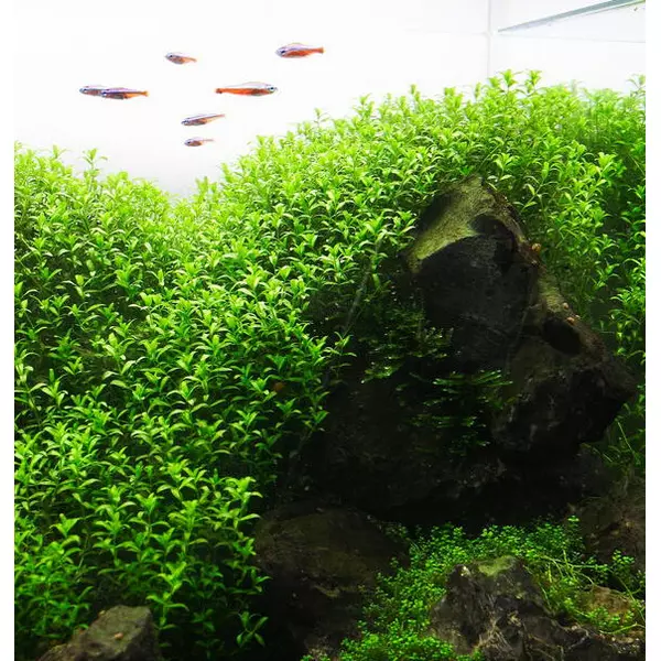 Hemianthus micranthemoides - RA koszyk XXL