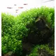 Hemianthus micranthemoides - RA koszyk XXL