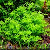 Hemianthus micranthemoides - RATAJ (koszyk)
