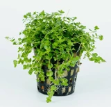 Hemianthus micranthemoides - RATAJ (koszyk)