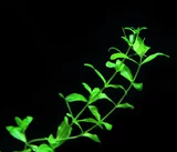 Hemianthus micranthemoides - RATAJ (koszyk)