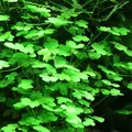 Hydrocotyle japan - RATAJ (koszyk)