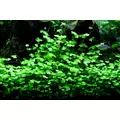 Hydrocotyle japan - RATAJ (koszyk)