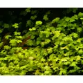 Hydrocotyle japan - RATAJ (koszyk)