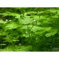 Hydrocotyle japan - RATAJ (na kratce 8x8cm)