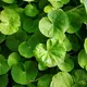 Hydrocotyle leucocephala - RA koszyk du�y XXL