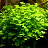 Hydrocotyle sibthorpioides (W�krotka azjatycka) - RA koszyk XXL
