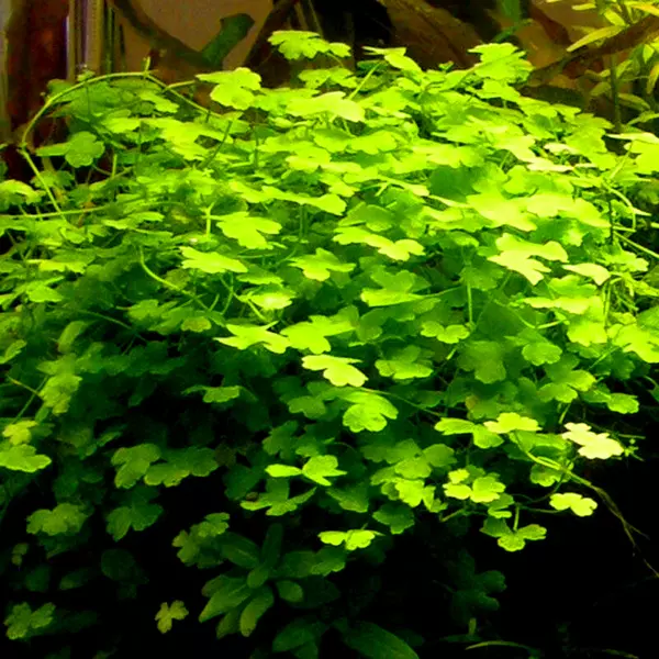 Hydrocotyle sibthorpioides (W�krotka azjatycka) - RA koszyk XXL