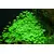 Hydrocotyle sp. japan - in-vitro Aqua Art