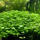 Hydrocotyle tripartita Japan - RA koszyk du�y XXL