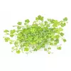 Hydrocotyle tripartita - TROPICA (koszyk)