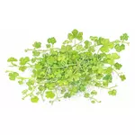 Hydrocotyle tripartita - TROPICA (koszyk)