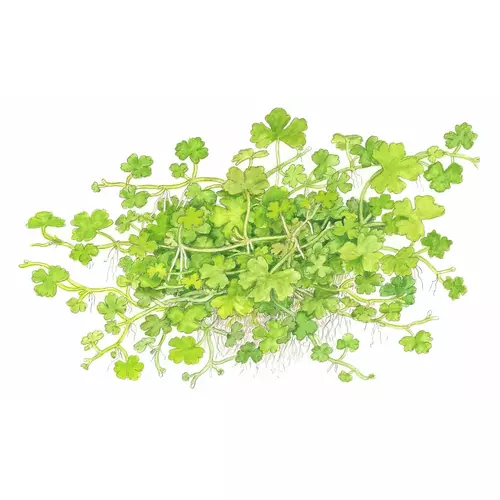 Hydrocotyle tripartita - TROPICA (koszyk)