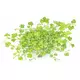Hydrocotyle tripartita - TROPICA (koszyk)