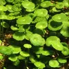 Hydrocotyle verticillata - RA koszyk du�y XXL