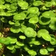 Hydrocotyle verticillata - RA koszyk du�y XXL