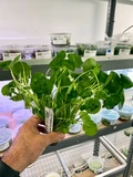 Hydrocotyle verticillata - RA koszyk du�y XXL