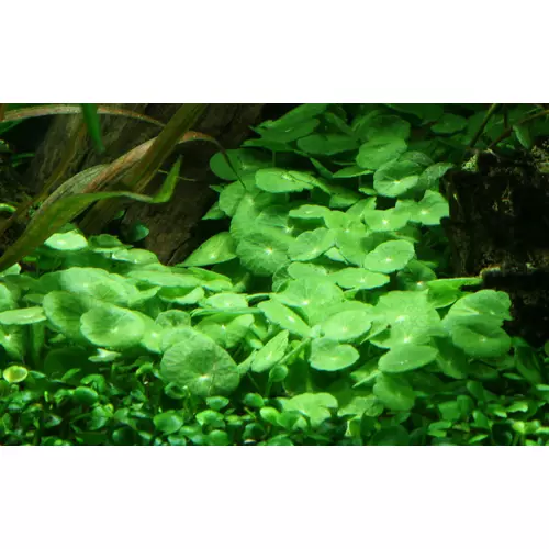 Hydrocotyle verticillata - TROPICA (koszyk)