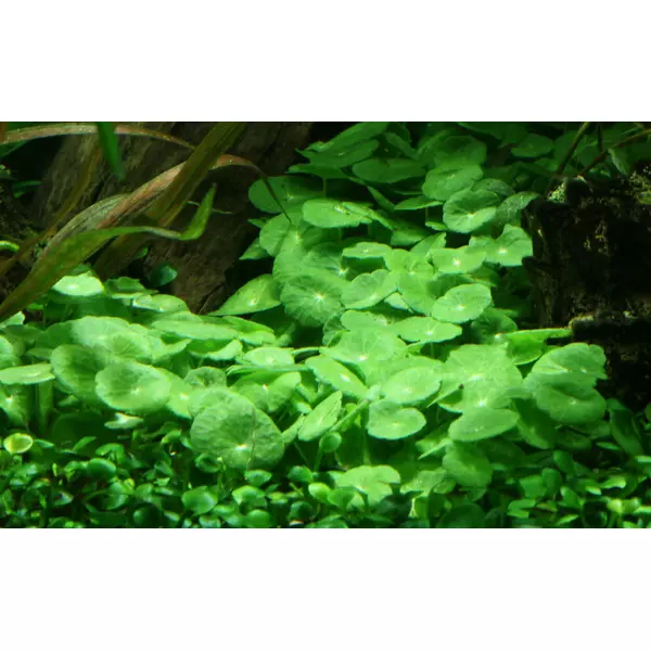 Hydrocotyle verticillata - TROPICA (koszyk)
