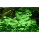 Hydrocotyle verticillata - TROPICA (koszyk)
