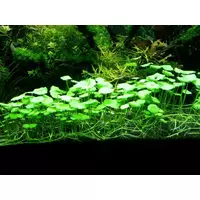 Hydrocotyle vulgaris Pennywort