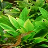 Hygrophila compacta - RA koszyk XXL