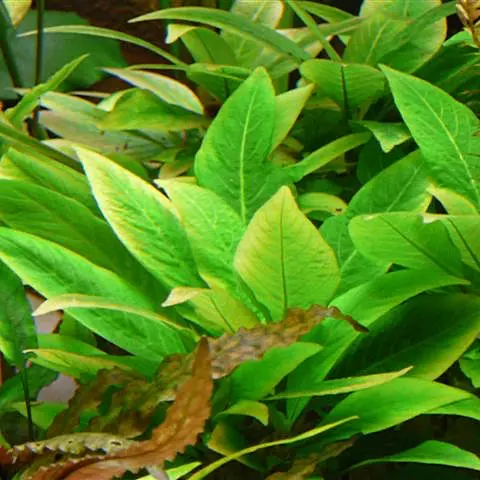 Hygrophila compacta - RA koszyk XXL
