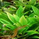 Hygrophila compacta - RA koszyk XXL